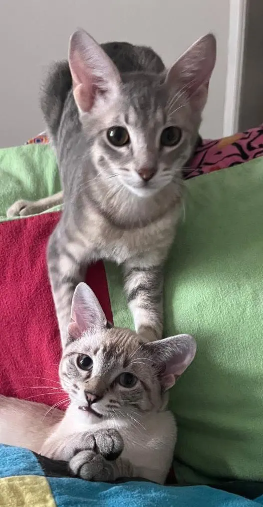 Hippo and Patra, female Siamese kittens up for adoption
