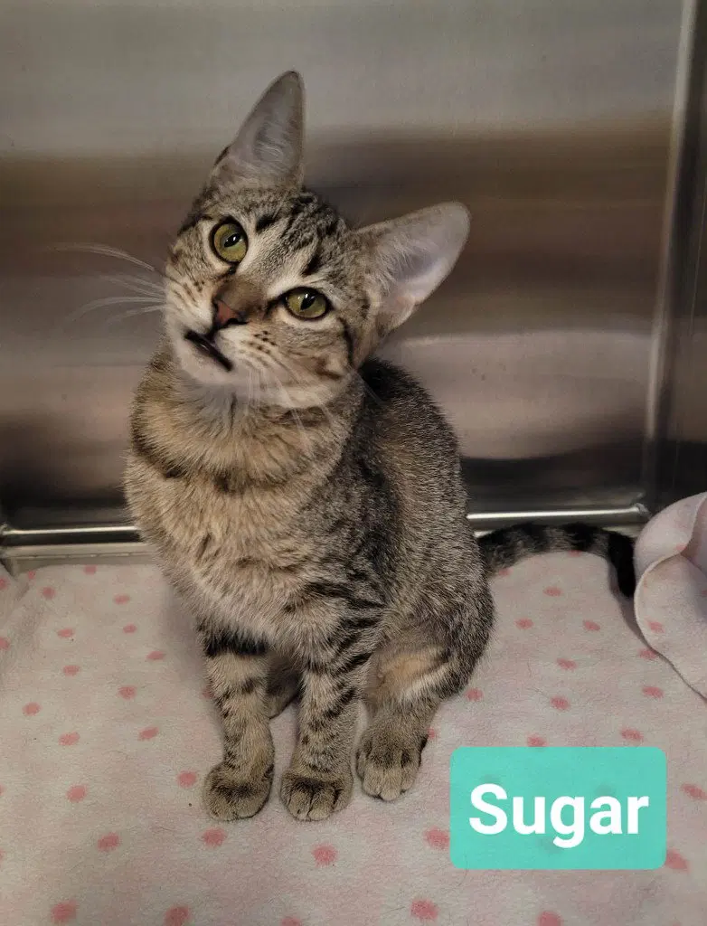 Sugar, photo 2