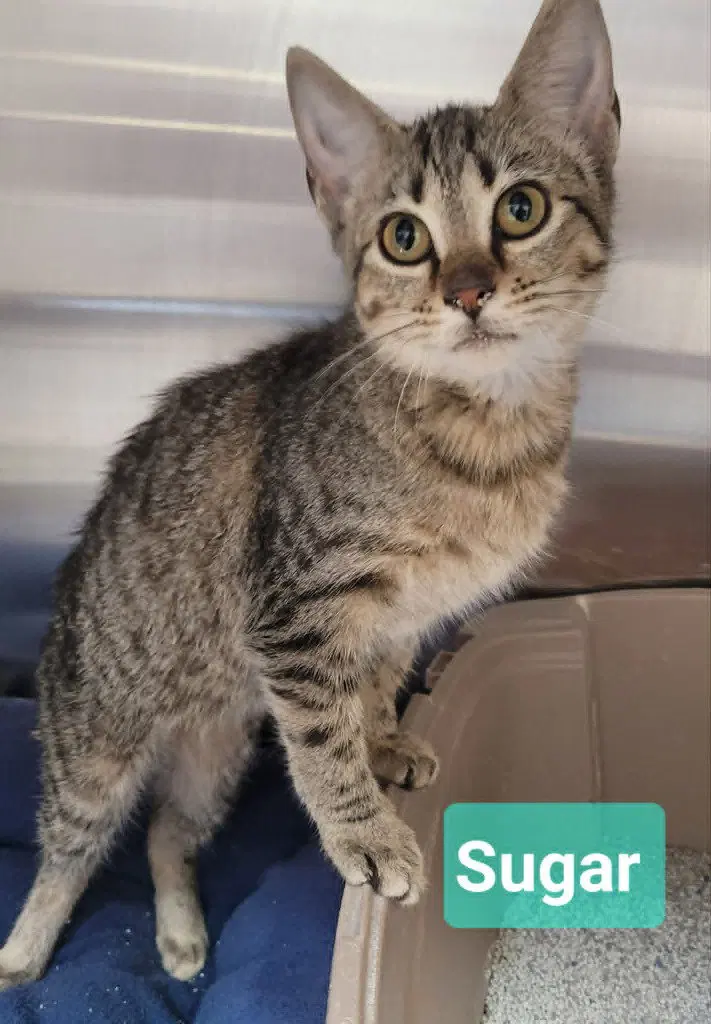 Sugar, photo 4