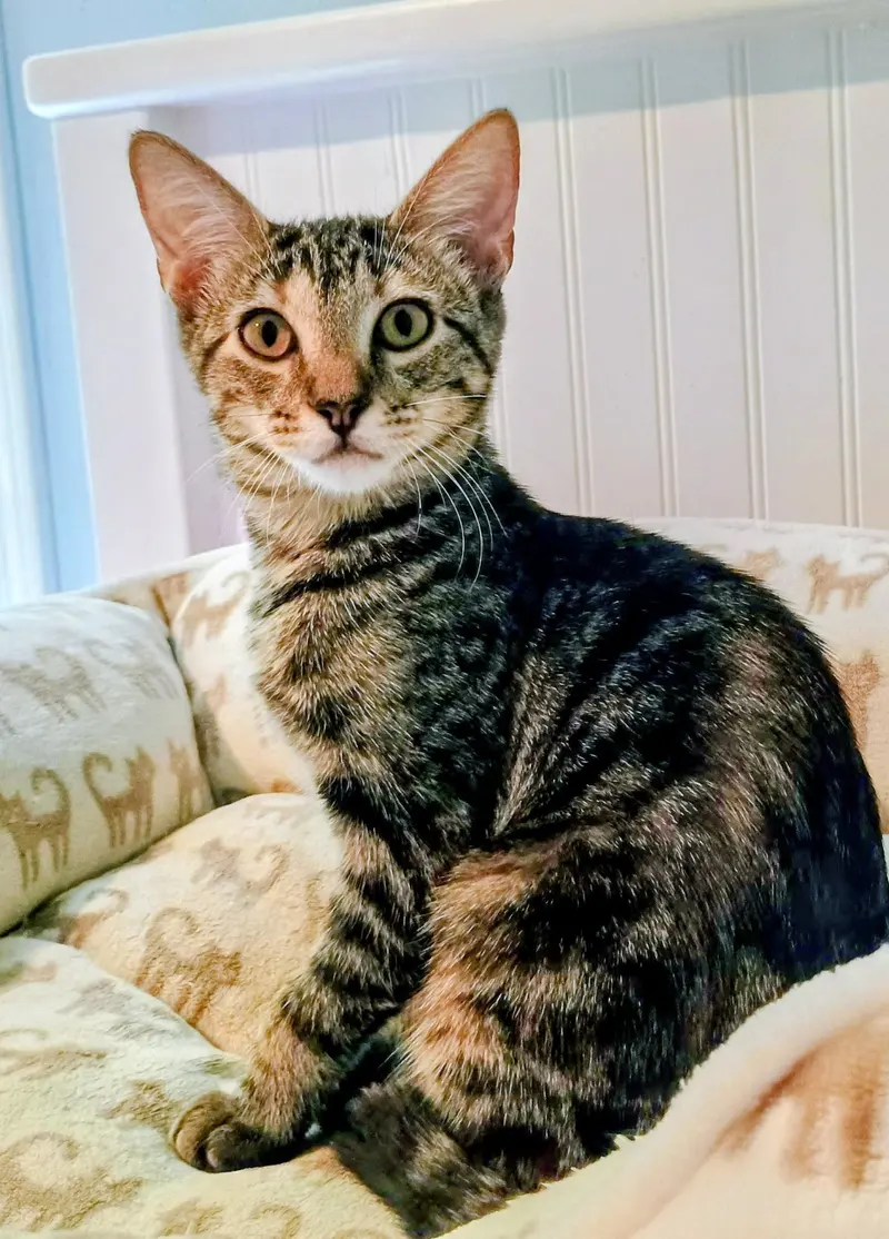 Puff, a young female American Shorthair cat up for adoption