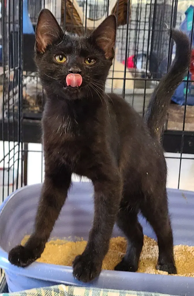 Archer, a young male cat up for adoption