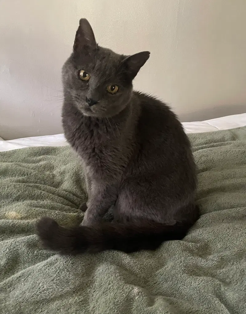 Lord Gray, a senior male cat up for adoption