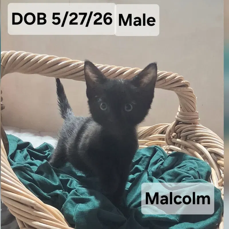 Malcolm, photo 8