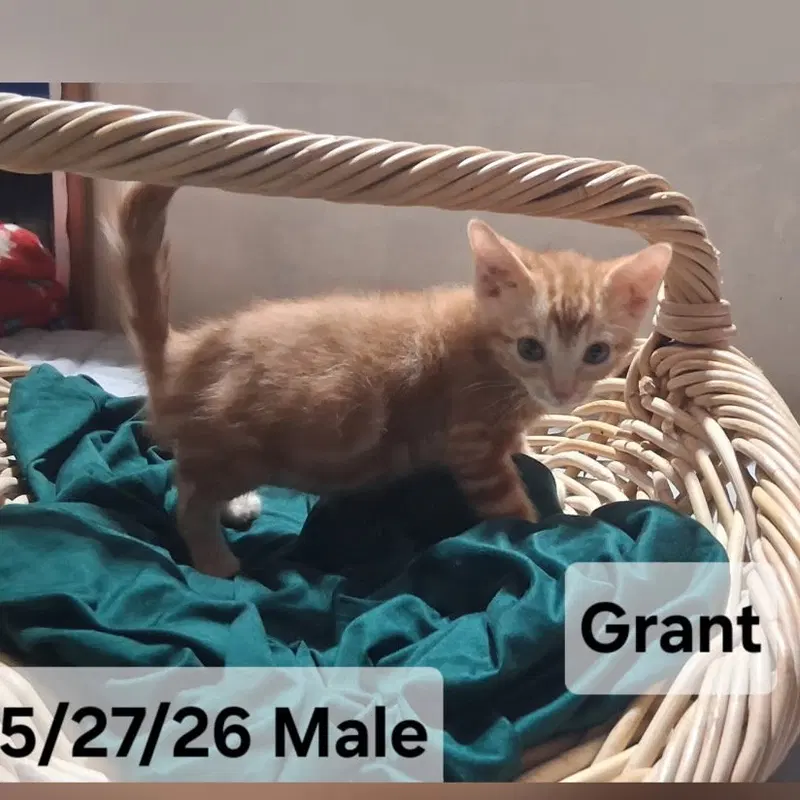 Grant, photo 8