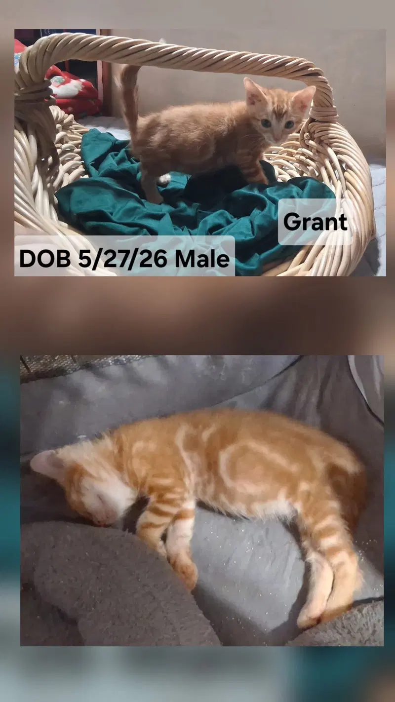 Grant, photo 9