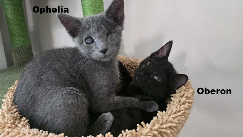 Ophelia, a female cat up for adoption