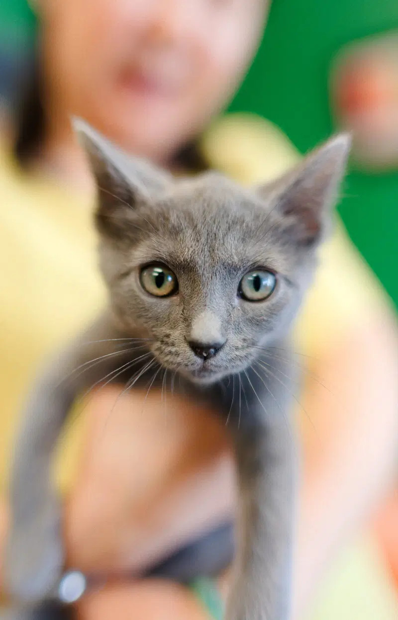 Thumper, a male kitten up for adoption