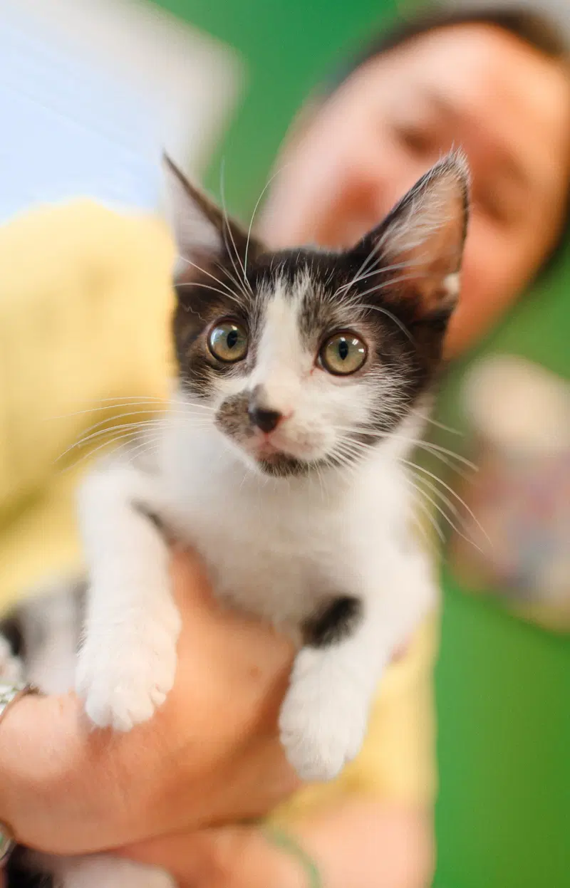 Flower, a female Tuxedo kitten up for adoption