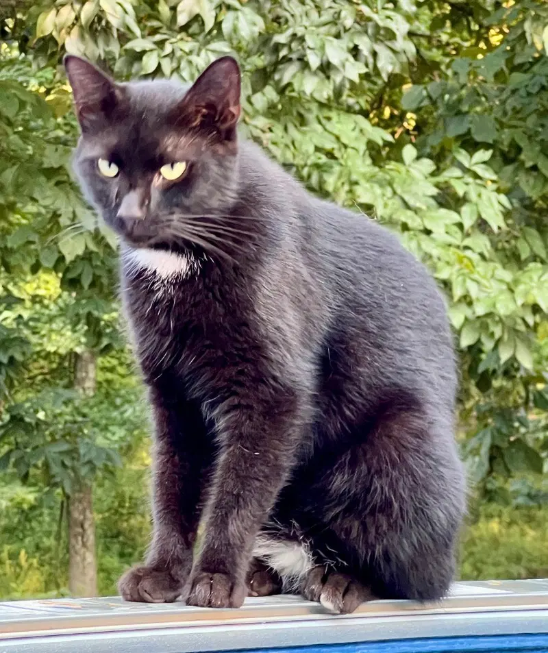 Tippy, a young male cat up for adoption