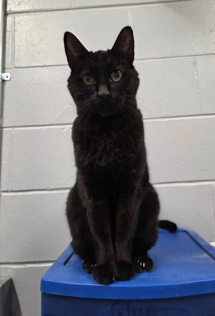 Mister, a senior male cat up for adoption
