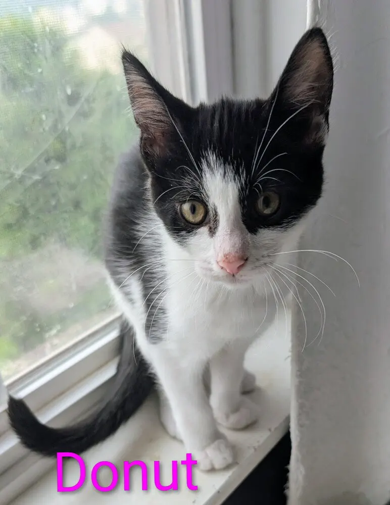 Donut, a female kitten up for adoption