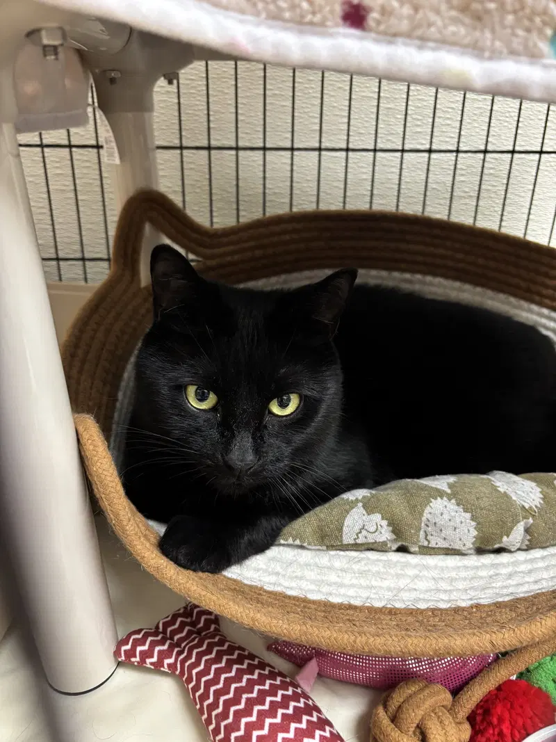 Minnie, an adult female cat up for adoption