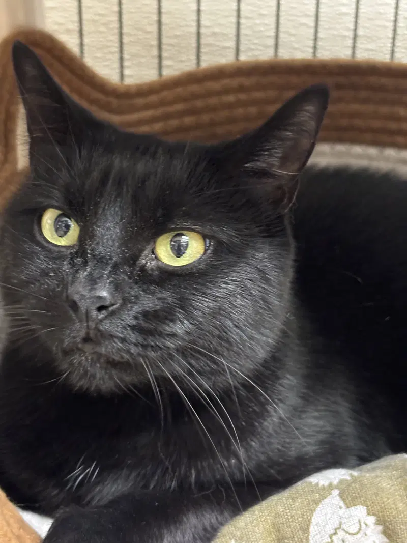 Minnie, photo 2