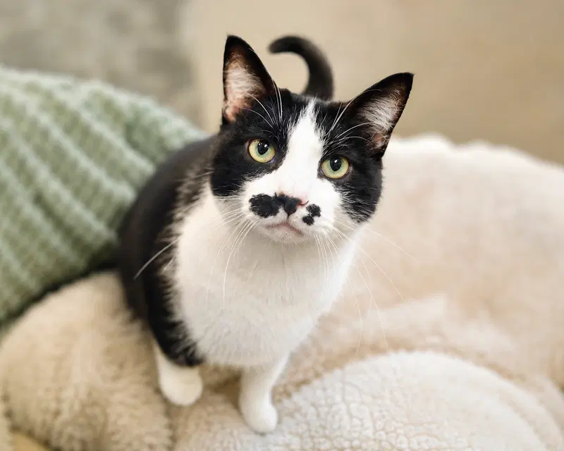Ernestine, an adult female cat up for adoption