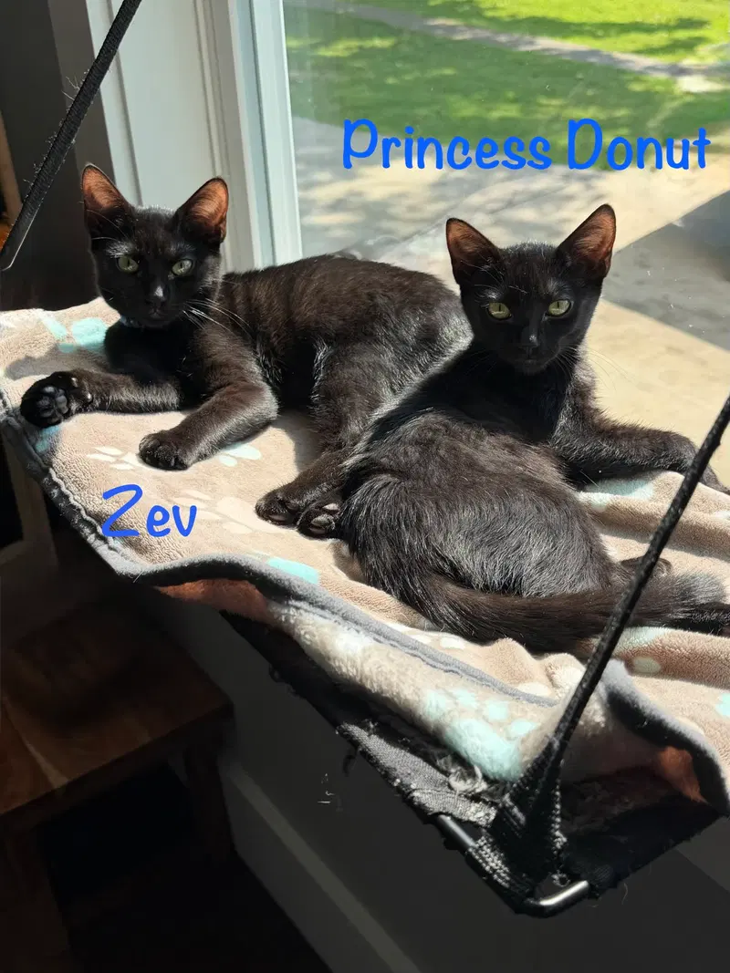 Zev, photo 6
