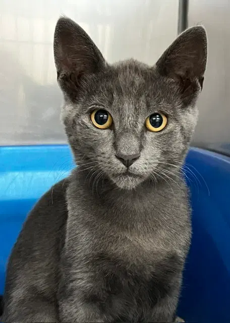 Kitten Zebo, photo 2
