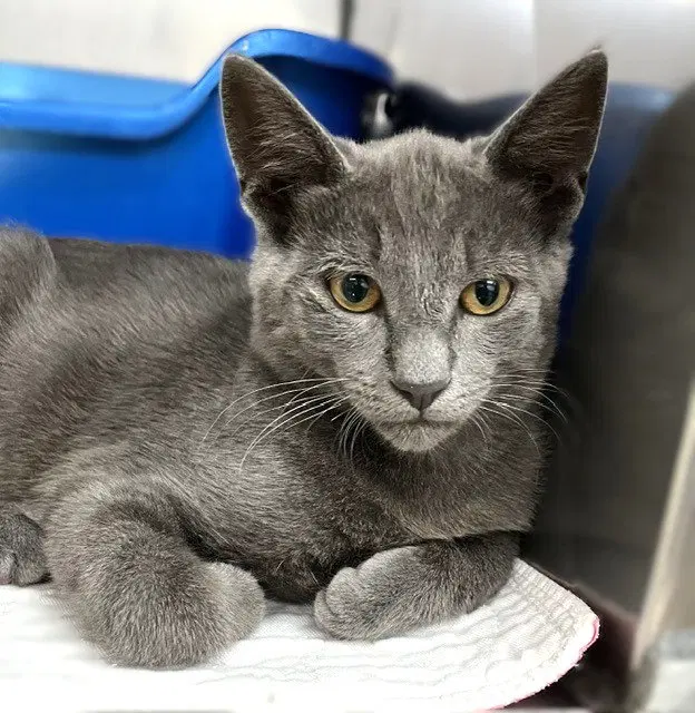 Kitten Zebo, photo 3