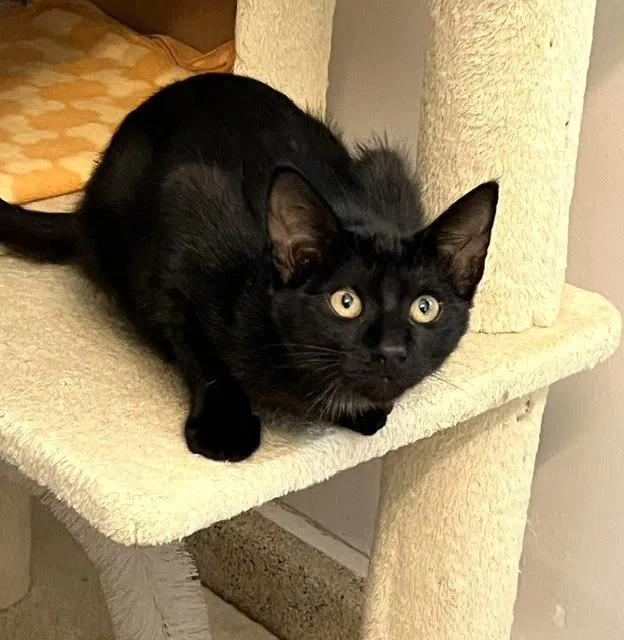Kitten Zulu, a male kitten up for adoption