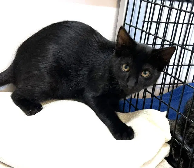 Kitten Zulu, photo 2