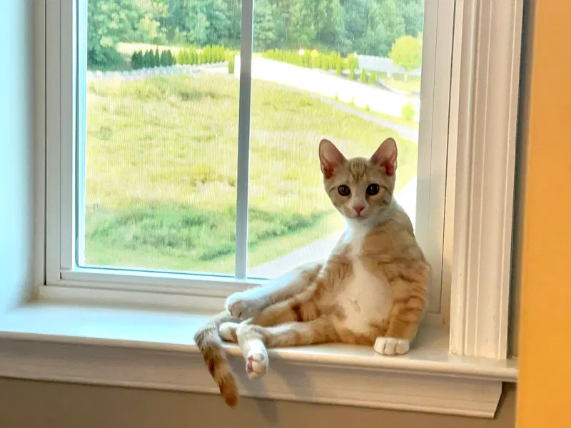 Lewis, a male kitten up for adoption