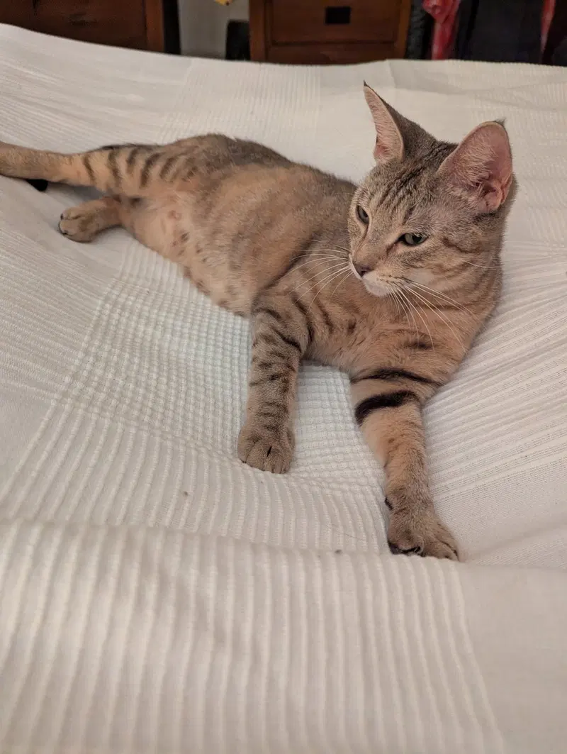 Queenie, a female cat up for adoption