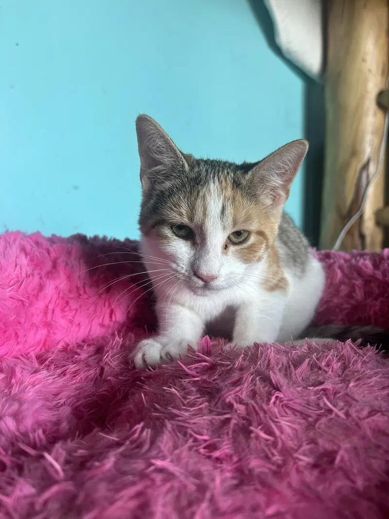 Peaches, photo 2
