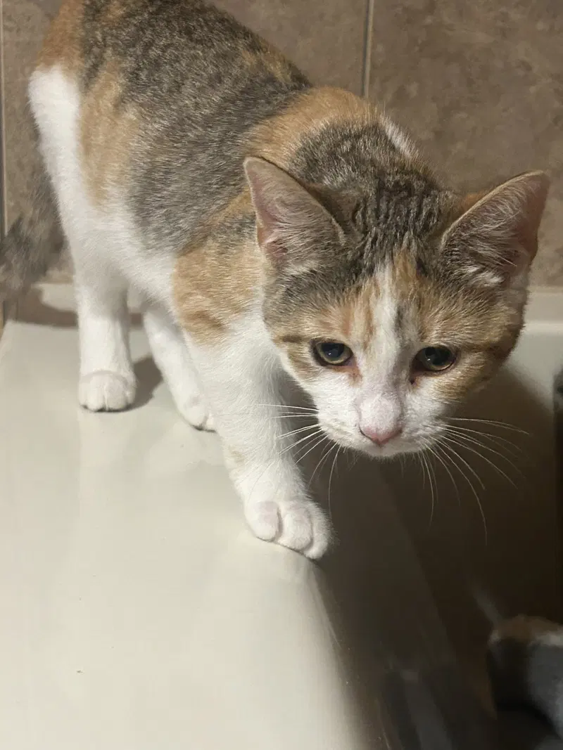 Peaches, photo 3