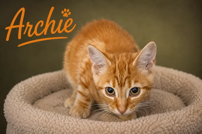 Archie C, photo 5