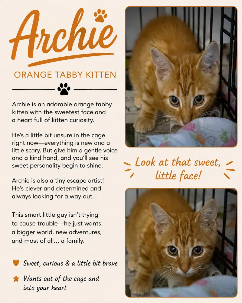 Archie C, photo 6