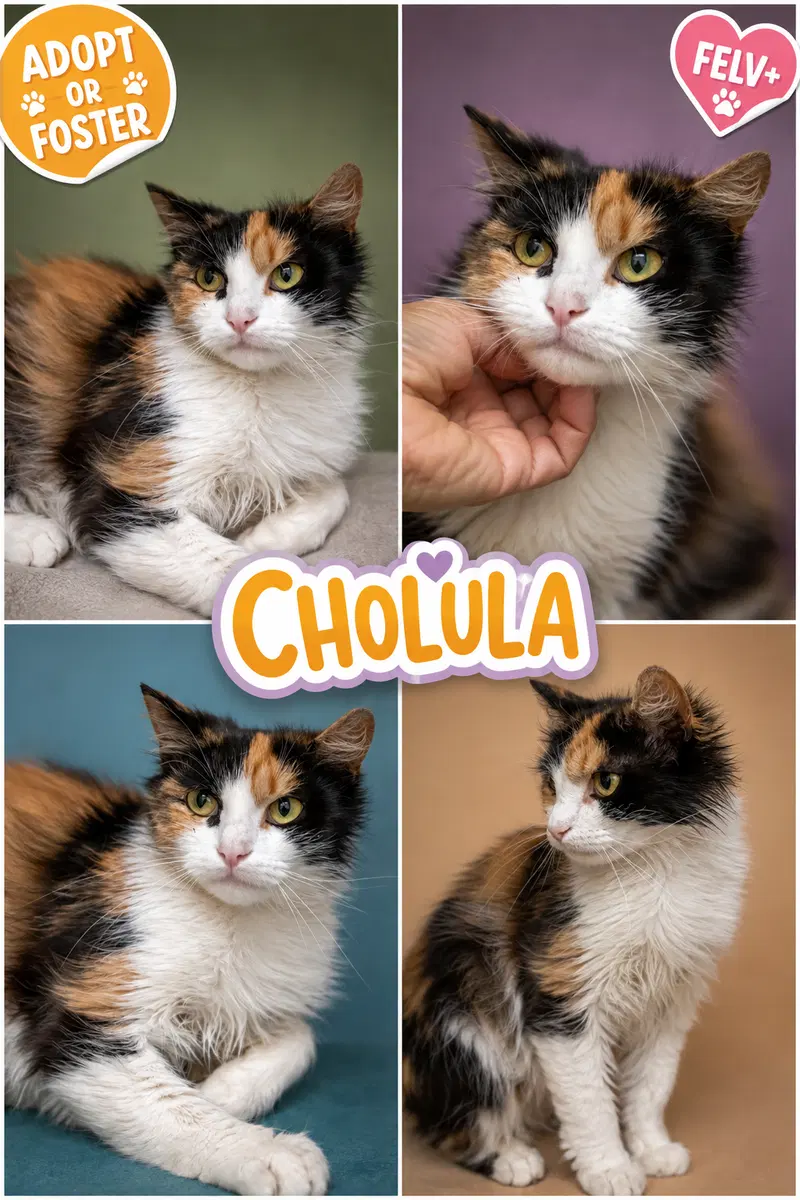Cholula, photo 5