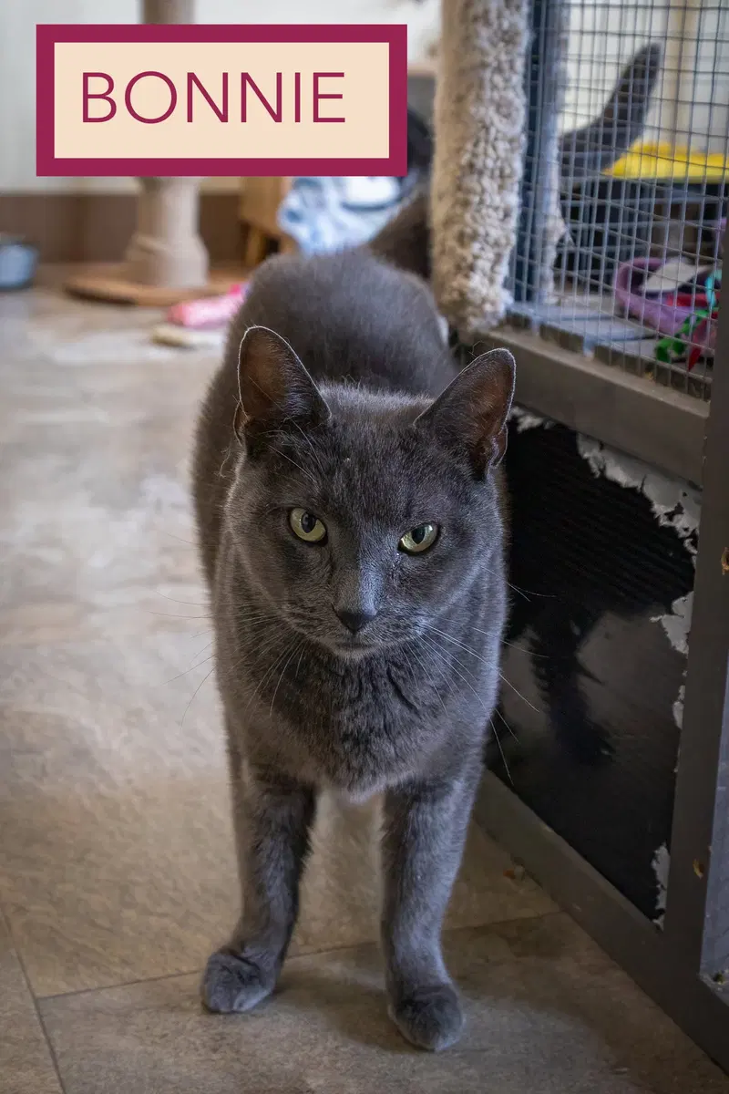 Bonnie, photo 2
