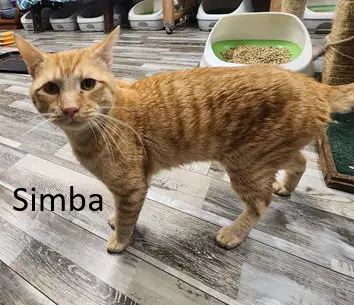 Simba, photo 2