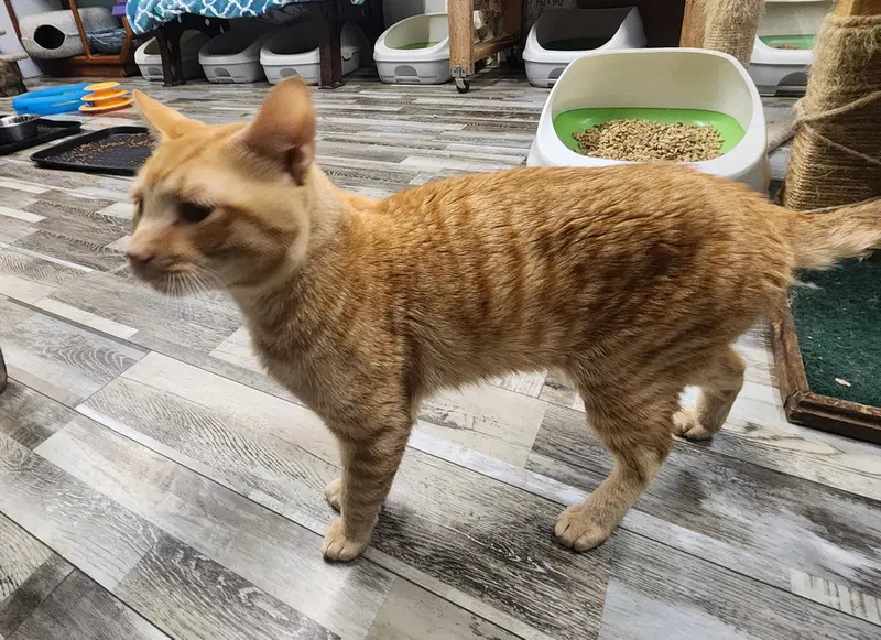 Simba, photo 3