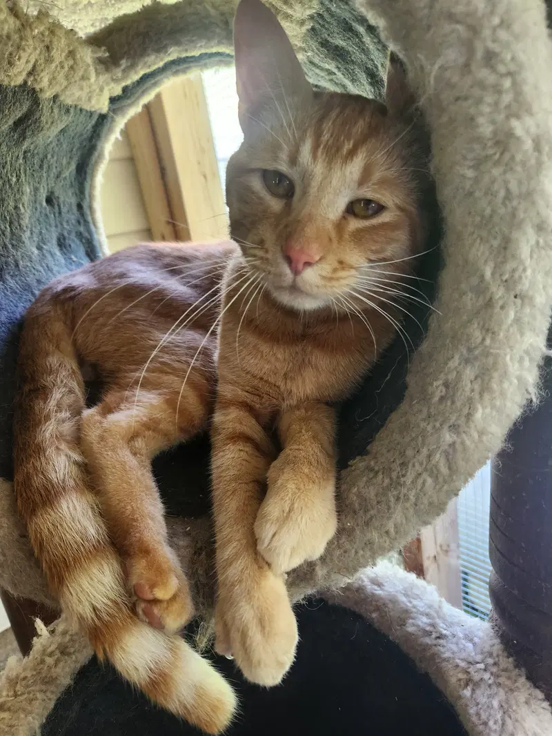 Simba, photo 4