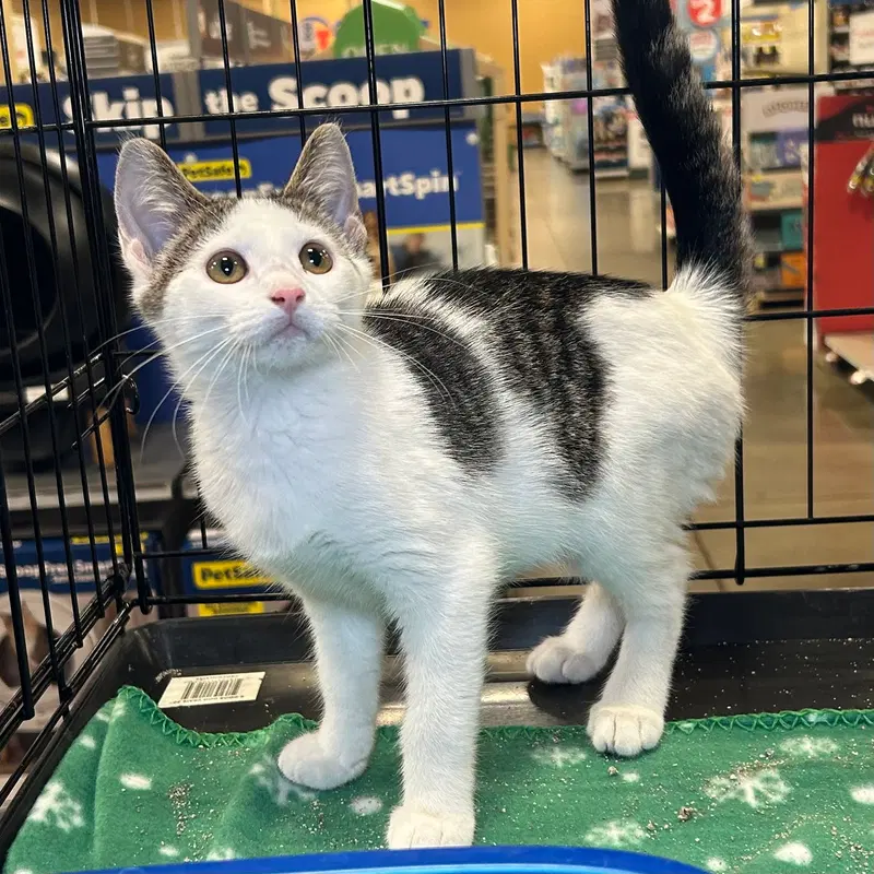 Mabel, a female kitten up for adoption