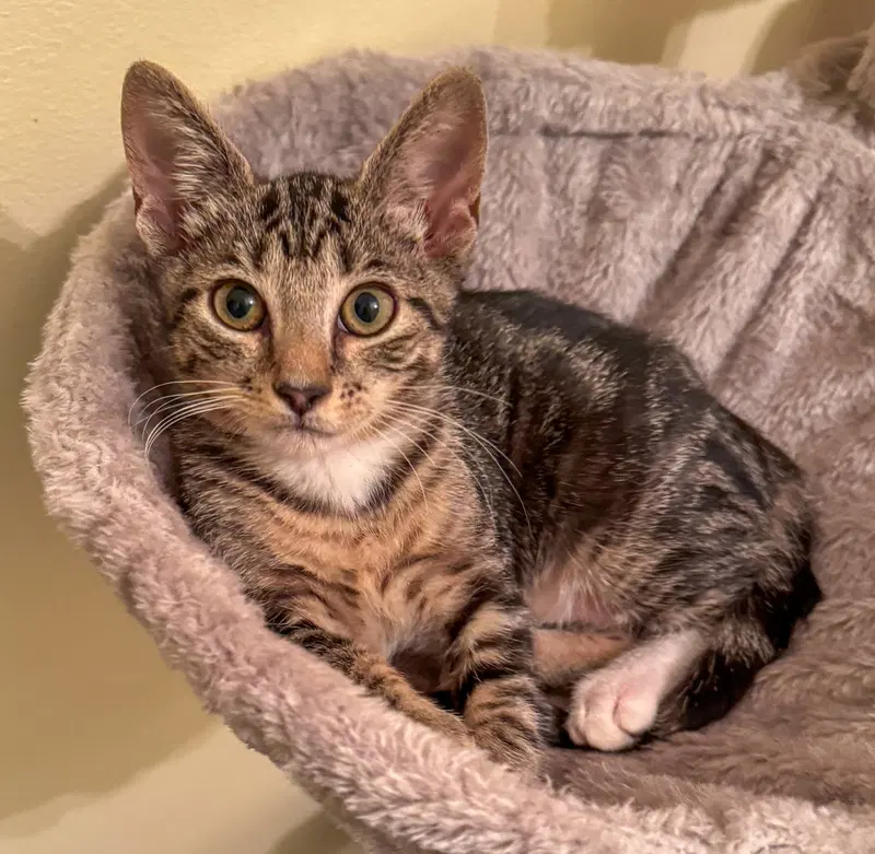 Alicent, a female kitten up for adoption