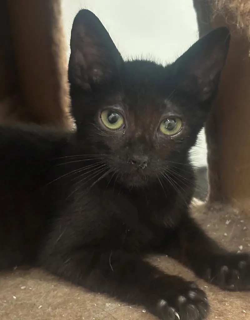 Tiny, a female Bombay kitten up for adoption