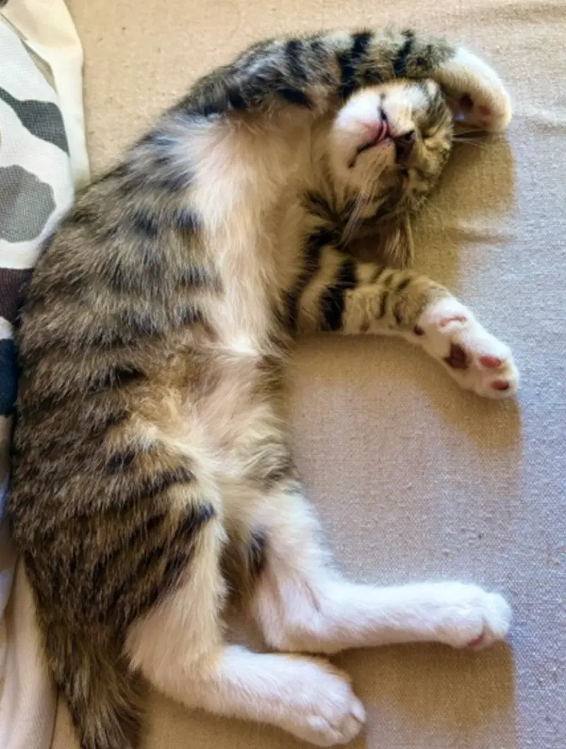 Bootsie, photo 2