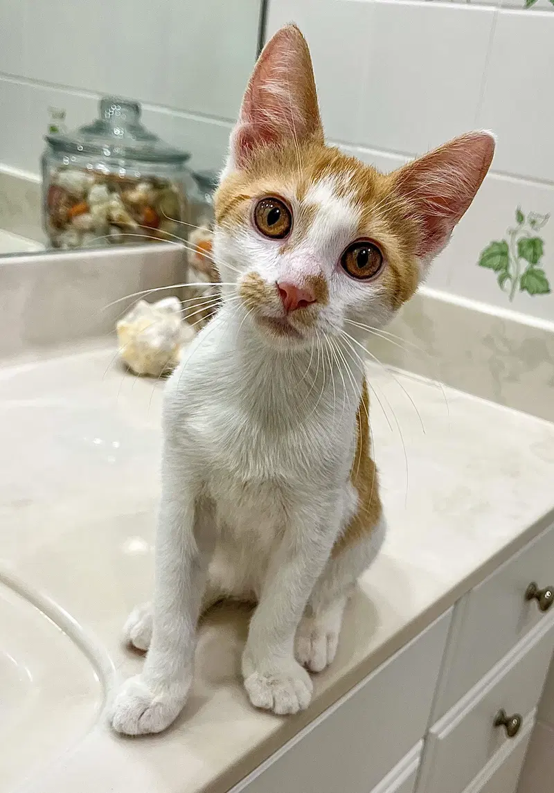 Lakitu, a male kitten up for adoption