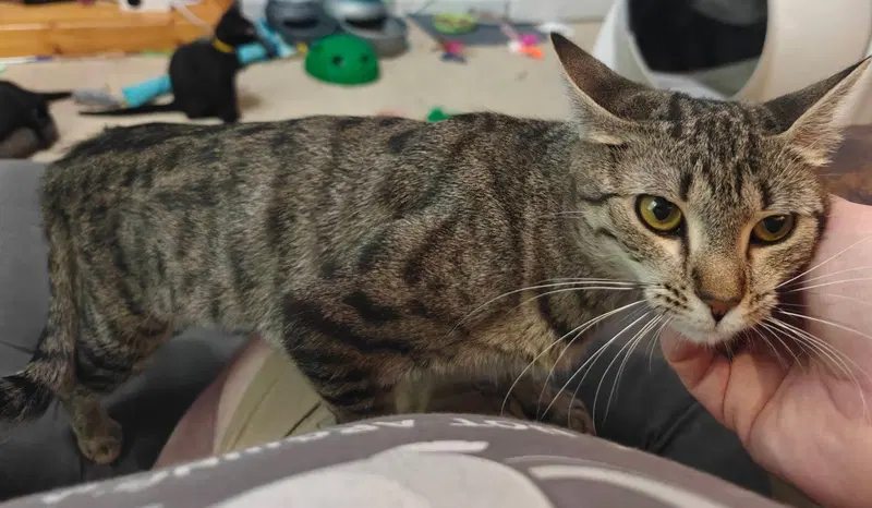 Evelyn, a young female cat up for adoption