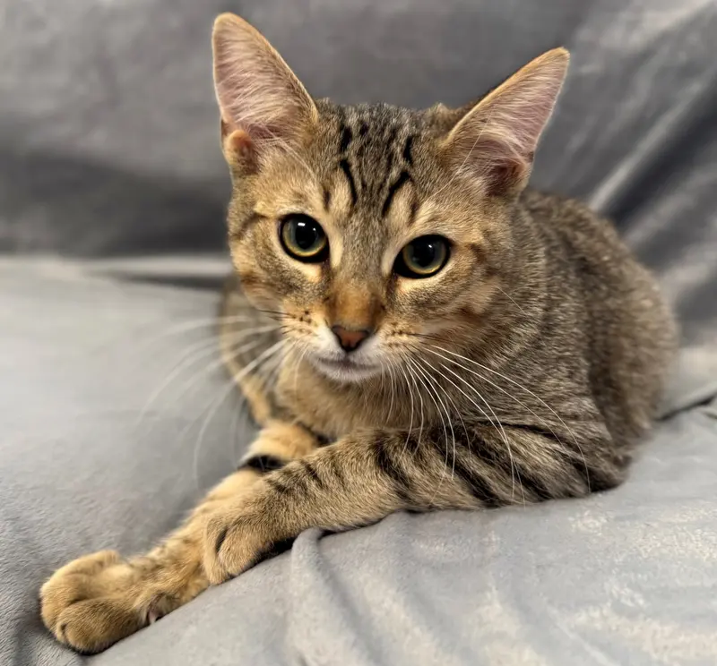 Cafe Con Leche, a male Tabby kitten up for adoption