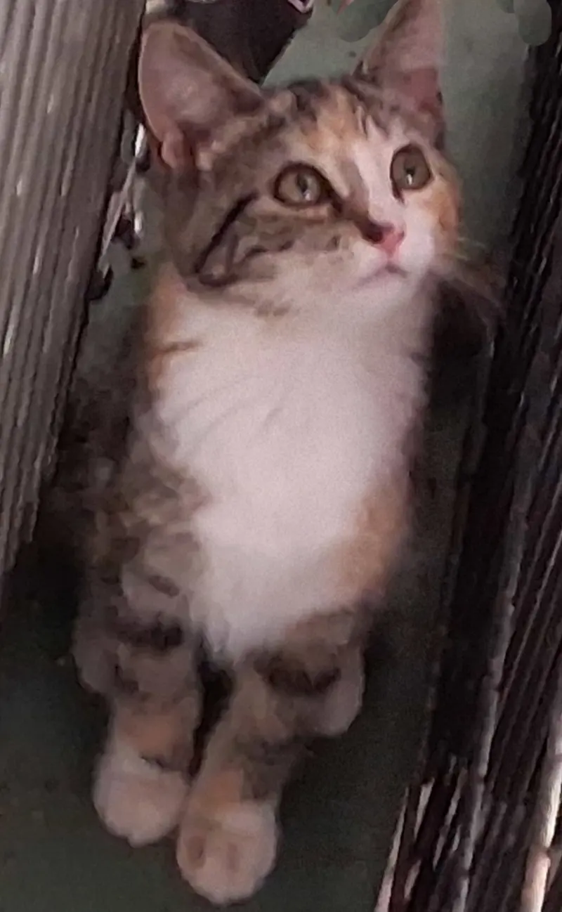 Carrie, a female Torbie kitten up for adoption