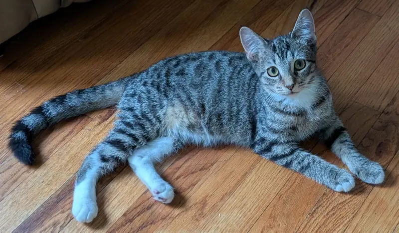 Athena, a female kitten up for adoption