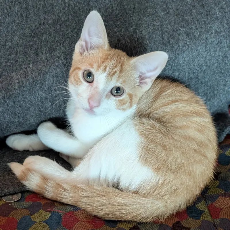 Raul, a male kitten up for adoption