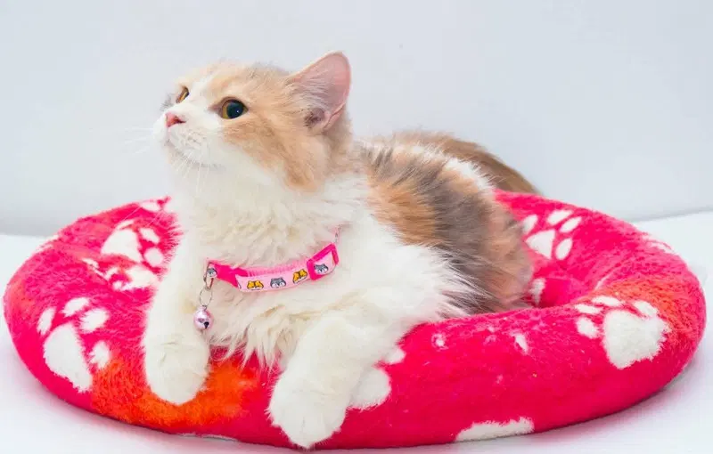 Anne, a female Persian cat up for adoption