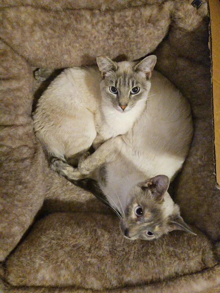 Kimmie & Kara, young female Siamese cats up for adoption