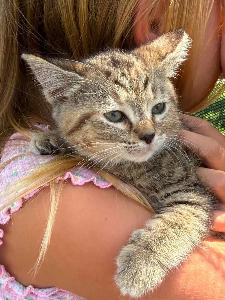 LBT Kitties, photo 3