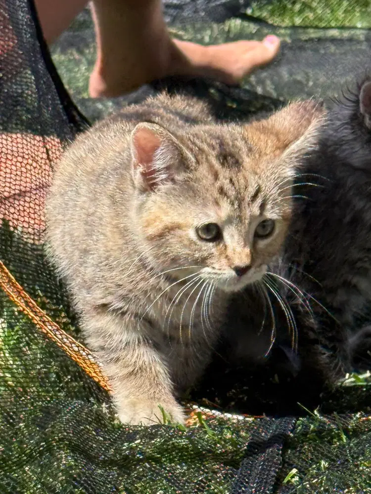 LBT Kitties, photo 4