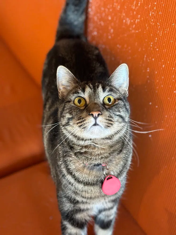 Polly Pawket, photo 2