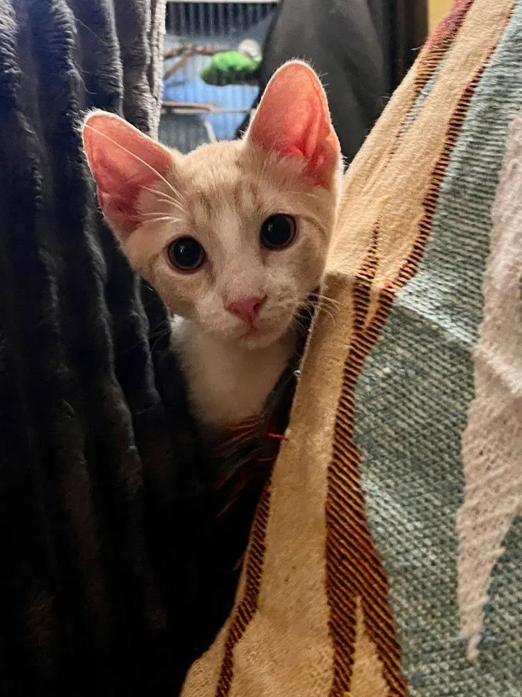Wembly, a male kitten up for adoption
